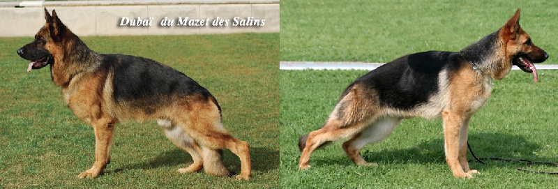 Du mazet des salins - Berger Allemand - Portée née le 03/08/2012