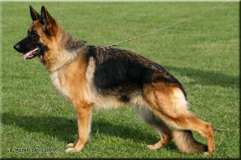 CH. Evi Du mazet des salins