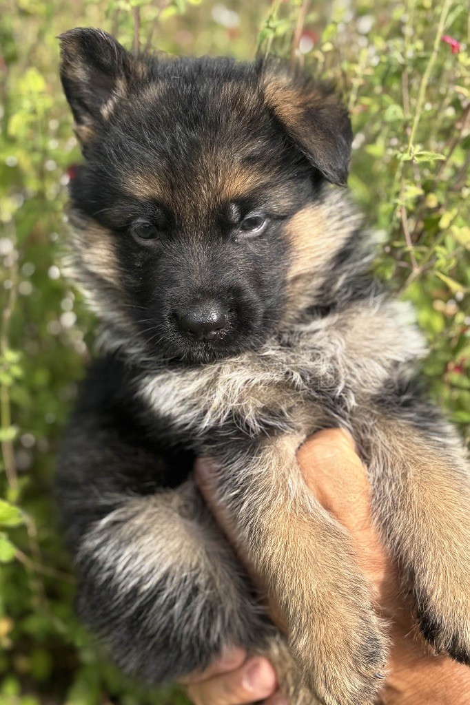 Du mazet des salins - Chiots disponibles - Berger Allemand