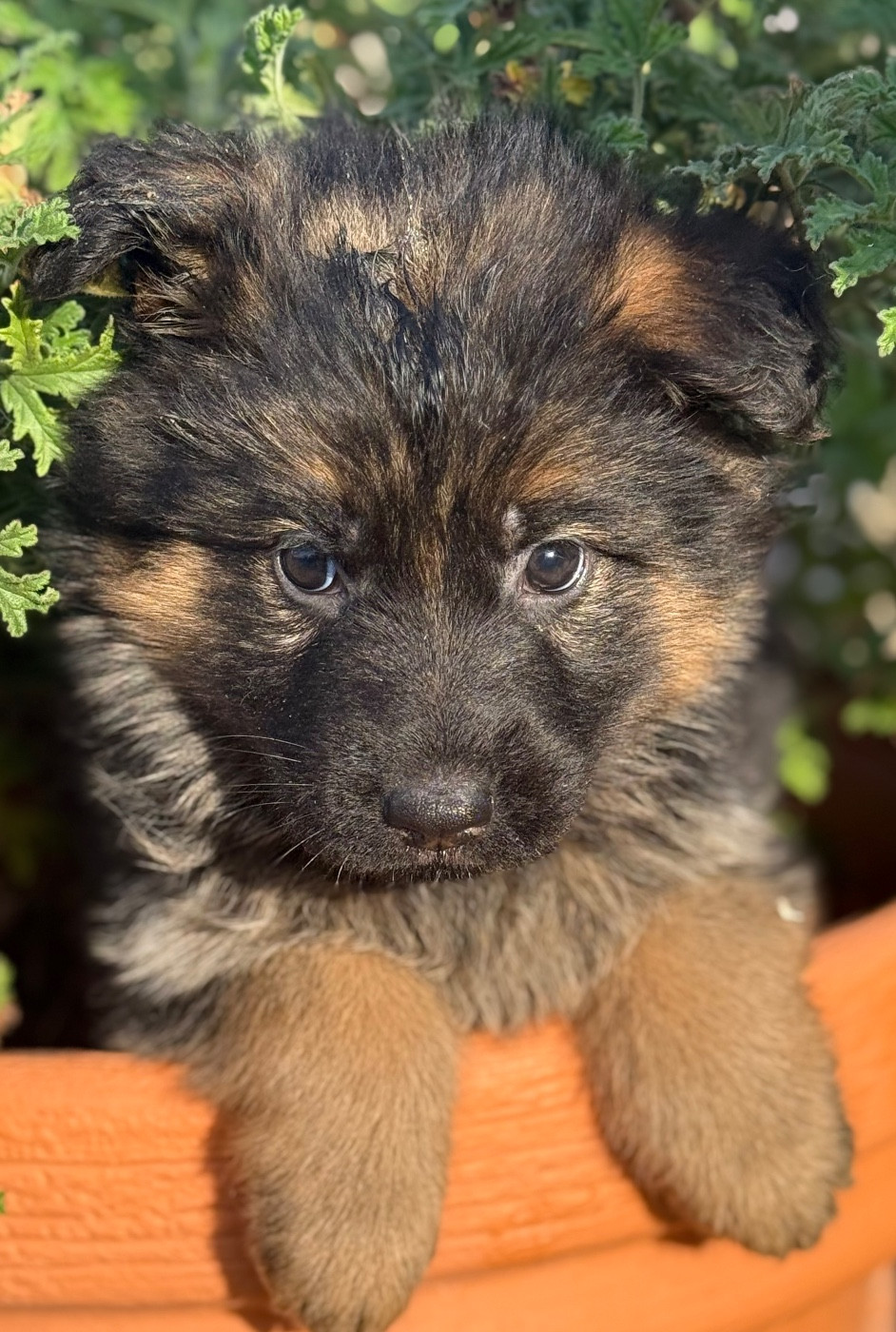 Du mazet des salins - Chiots disponibles - Berger Allemand