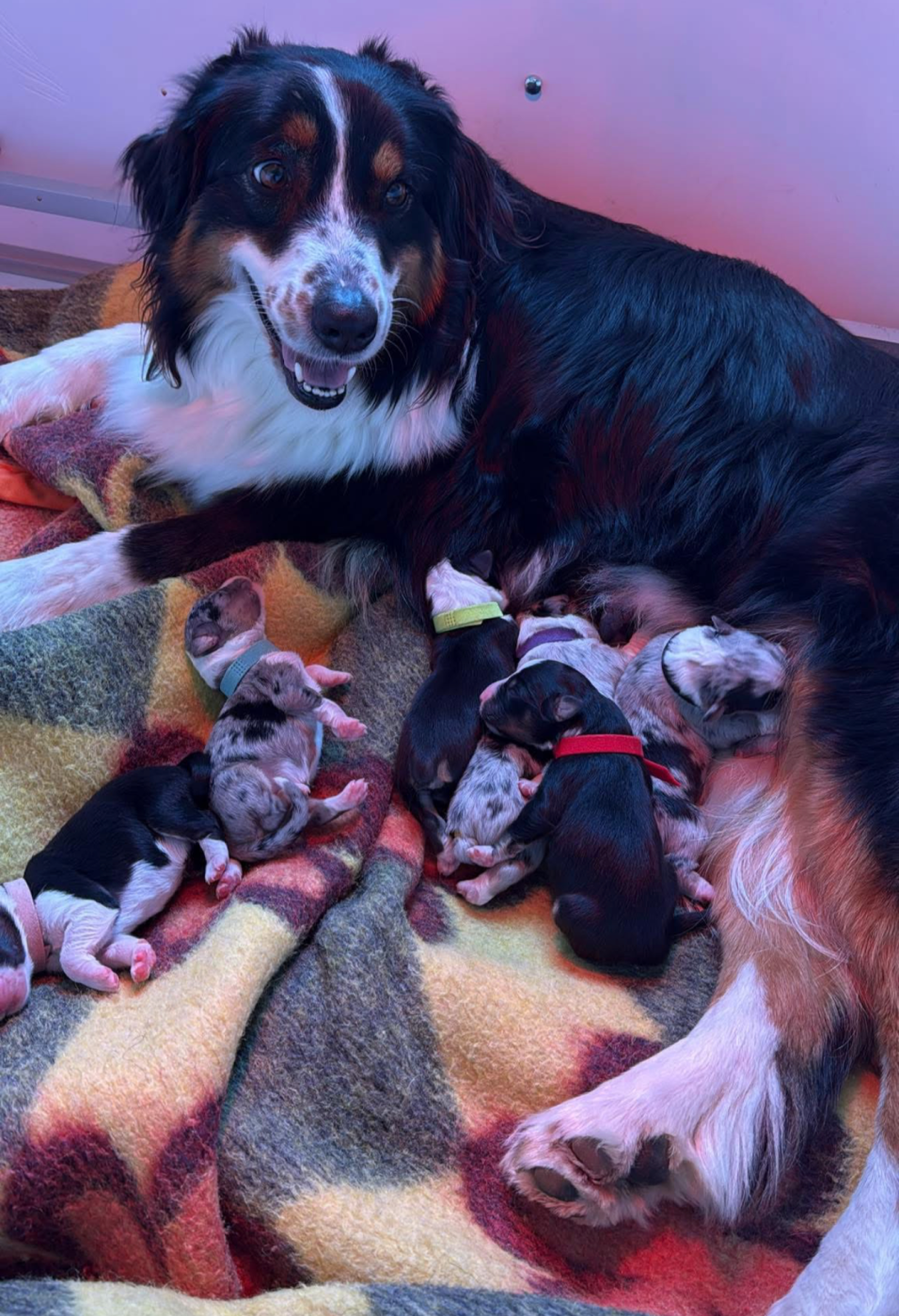Chiot Berger Australien Du mazet des salins