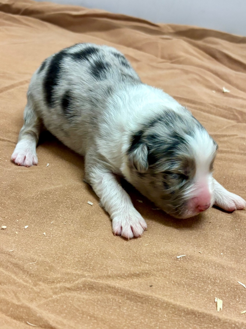 Du mazet des salins - Chiots disponibles - Berger Australien