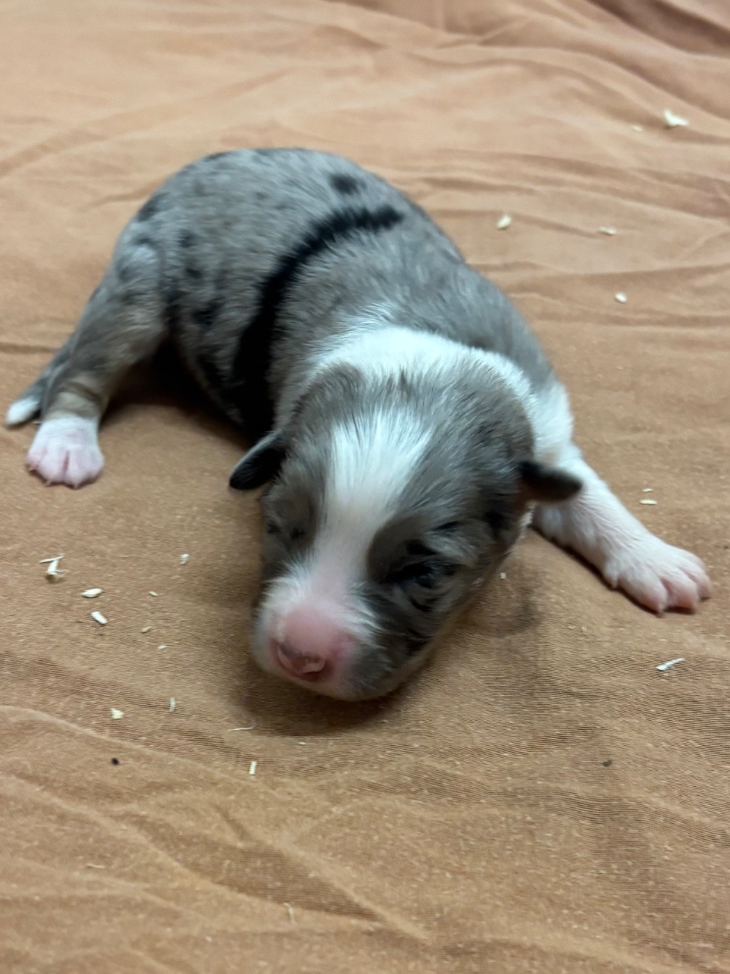 Du mazet des salins - Chiots disponibles - Berger Australien