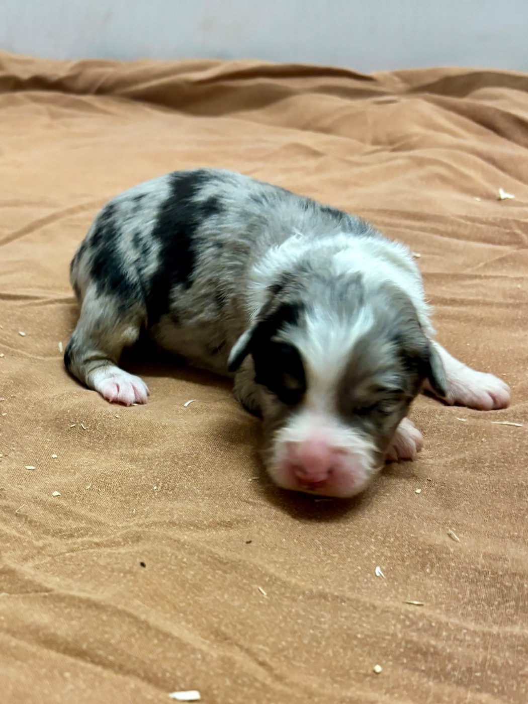 Du mazet des salins - Chiots disponibles - Berger Australien