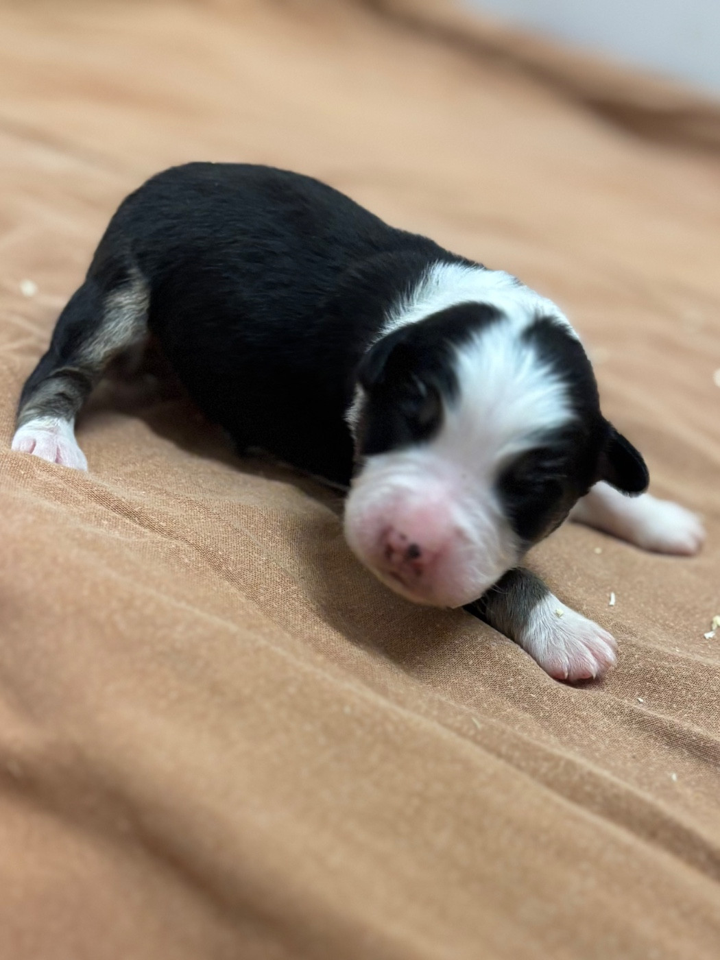 Du mazet des salins - Chiots disponibles - Berger Australien