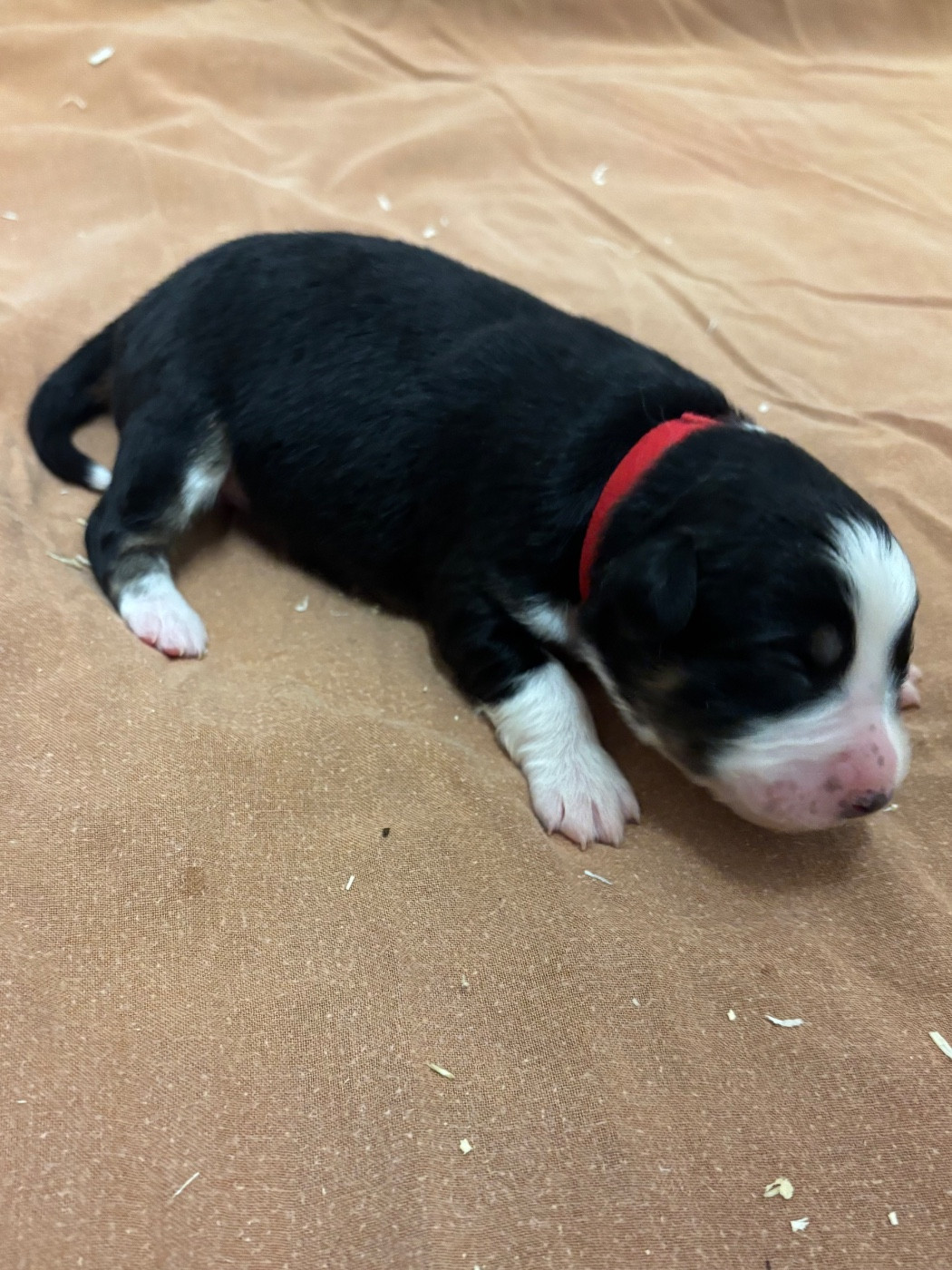 Du mazet des salins - Chiots disponibles - Berger Australien