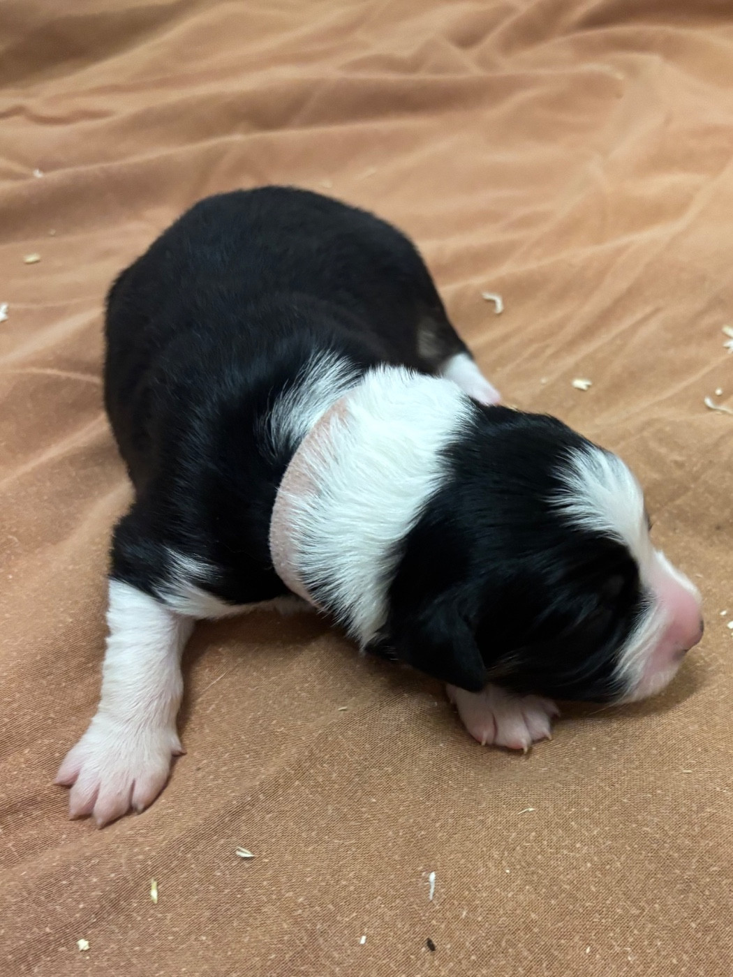 Du mazet des salins - Chiots disponibles - Berger Australien