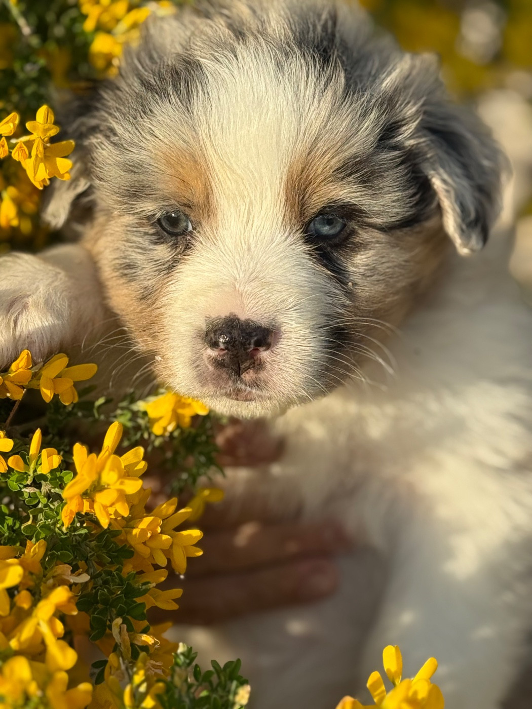 Du mazet des salins - Chiots disponibles - Berger Australien