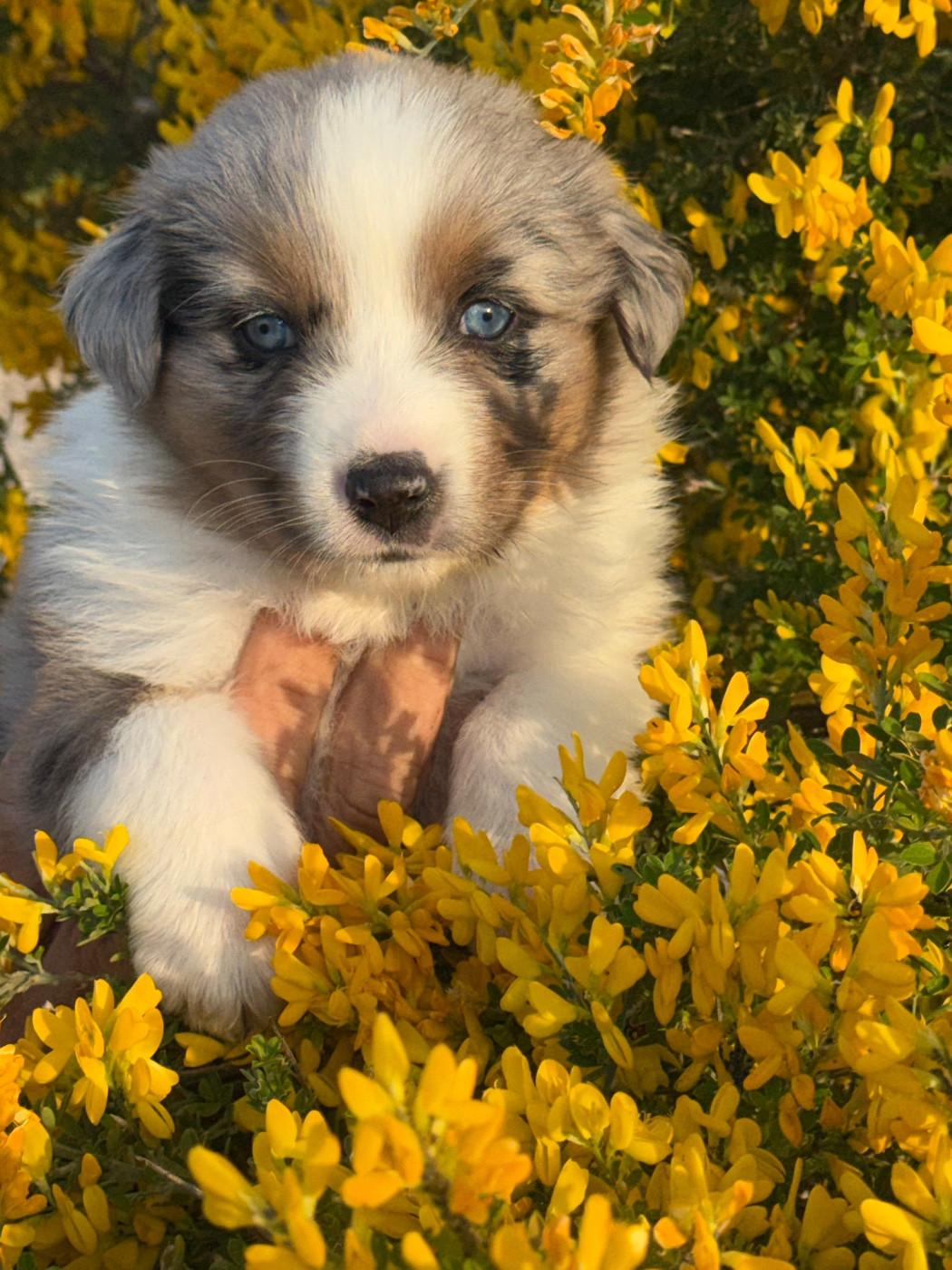 Du mazet des salins - Chiots disponibles - Berger Australien