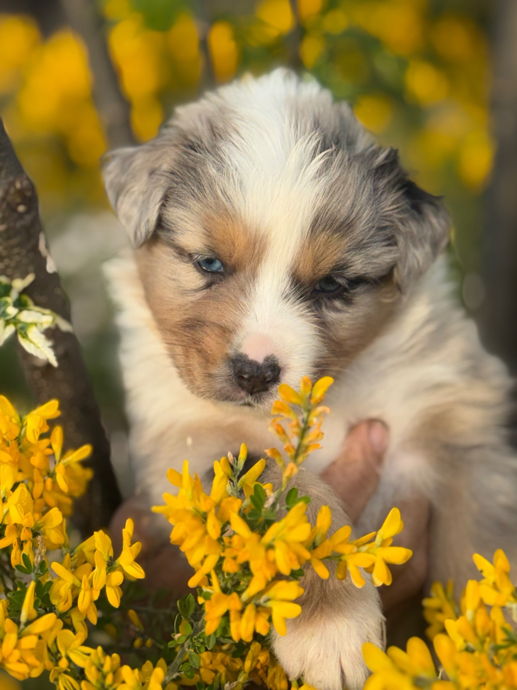 Du mazet des salins - Chiots disponibles - Berger Australien