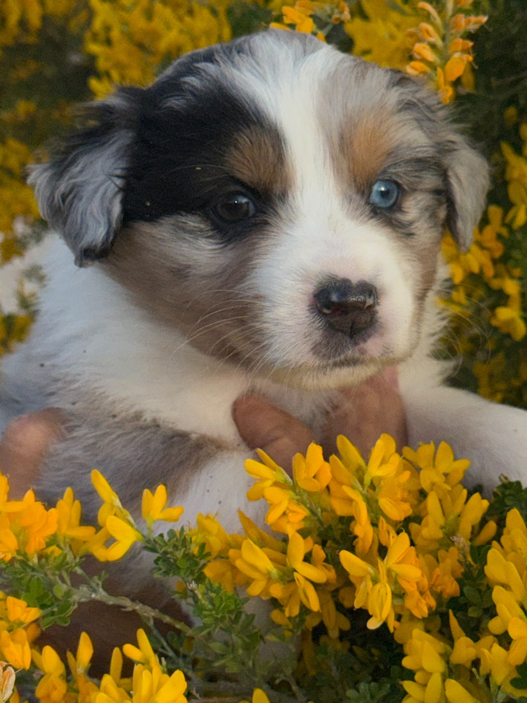 Du mazet des salins - Chiots disponibles - Berger Australien