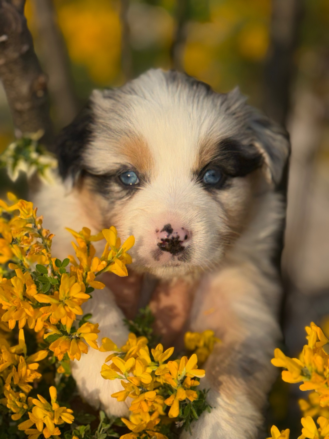 Du mazet des salins - Chiots disponibles - Berger Australien