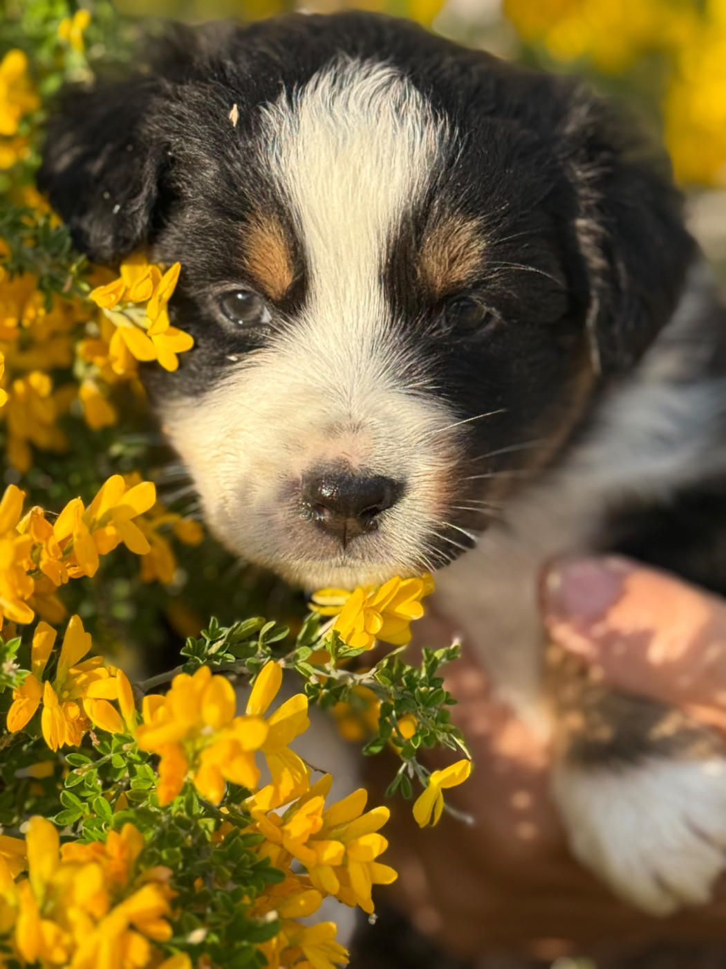 Du mazet des salins - Chiots disponibles - Berger Australien