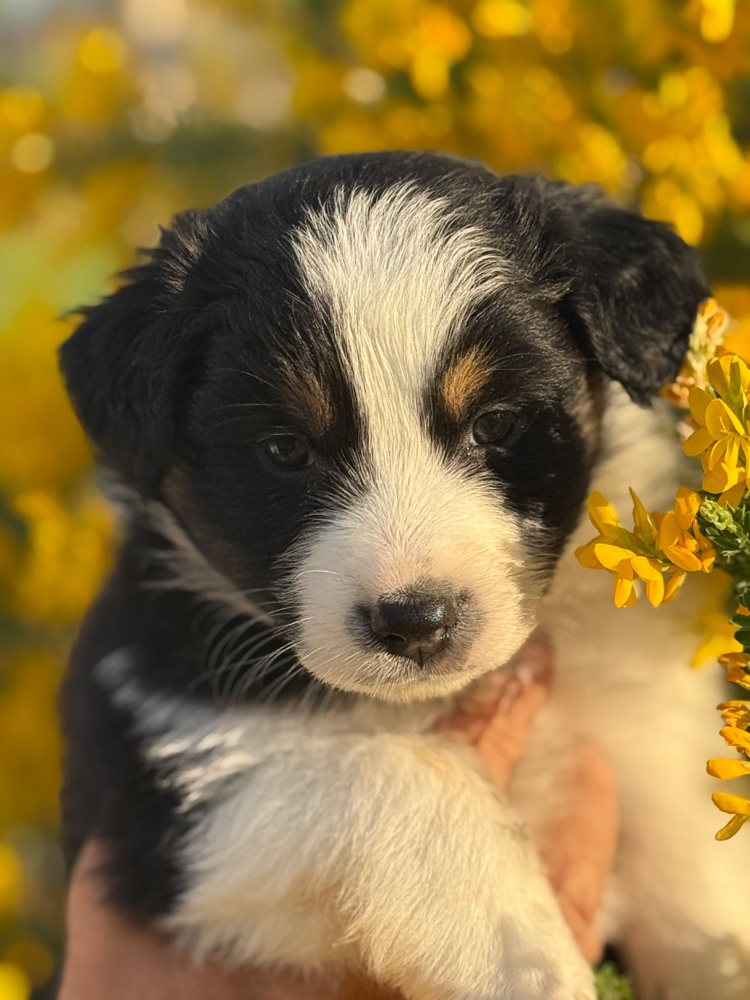 Du mazet des salins - Chiots disponibles - Berger Australien