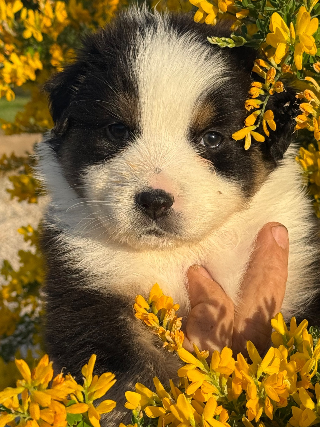 Du mazet des salins - Chiots disponibles - Berger Australien