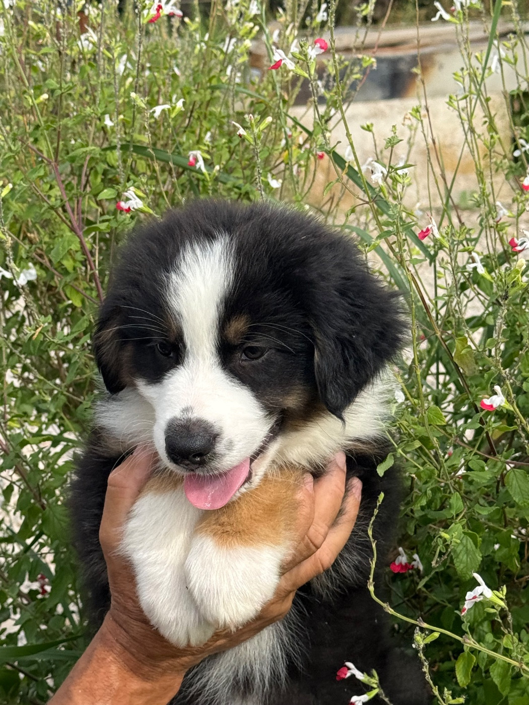 Du mazet des salins - Chiots disponibles - Berger Australien