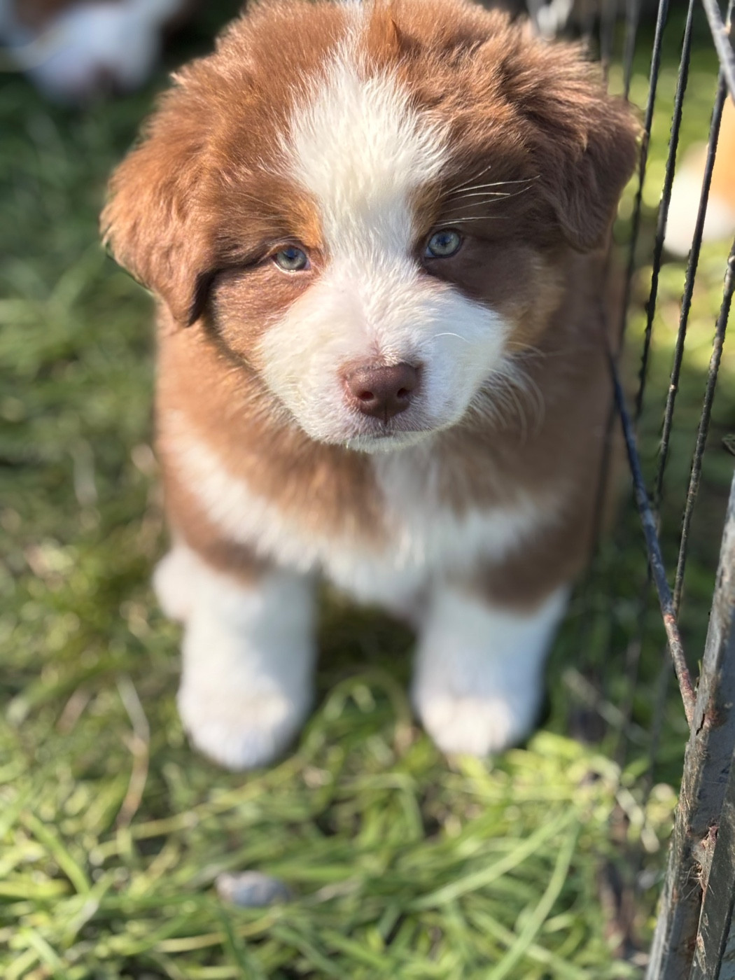 Chiot Berger Australien Du mazet des salins