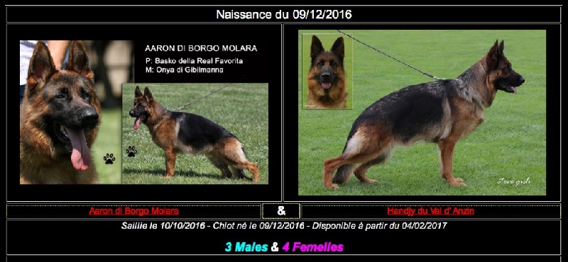 Chiot Berger Allemand Du mazet des salins