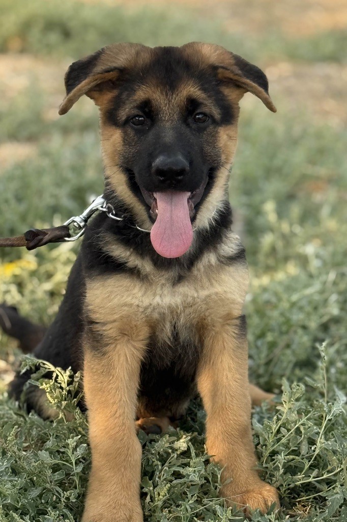 Du mazet des salins - Chiots disponibles - Berger Allemand