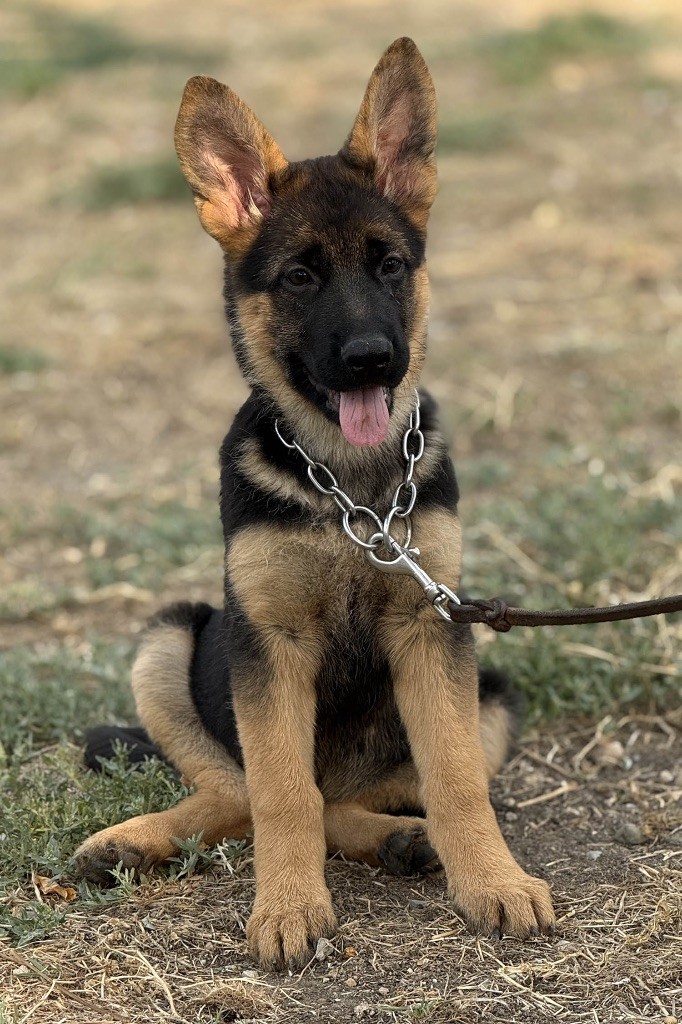 Du mazet des salins - Chiots disponibles - Berger Allemand