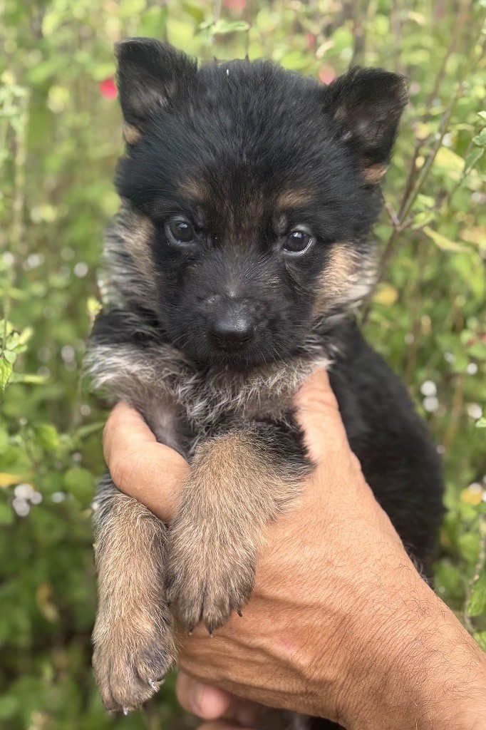 Du mazet des salins - Chiots disponibles - Berger Allemand