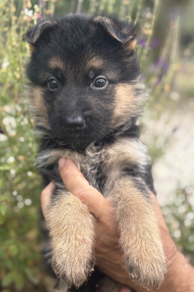 Du mazet des salins - Chiots disponibles - Berger Allemand