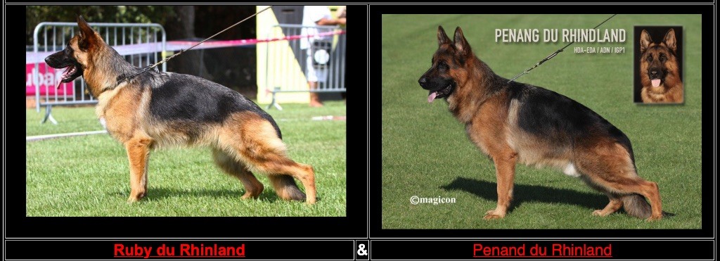 Chiot Berger Allemand Du mazet des salins