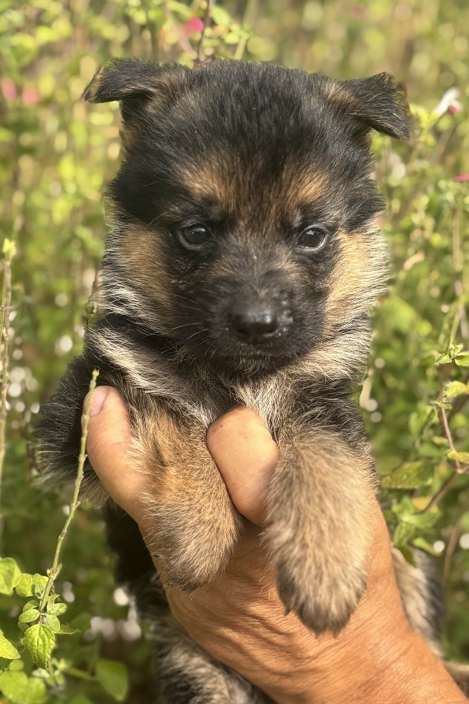 Du mazet des salins - Chiots disponibles - Berger Allemand