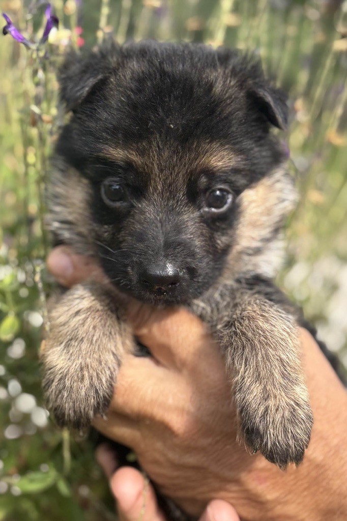 Du mazet des salins - Chiots disponibles - Berger Allemand