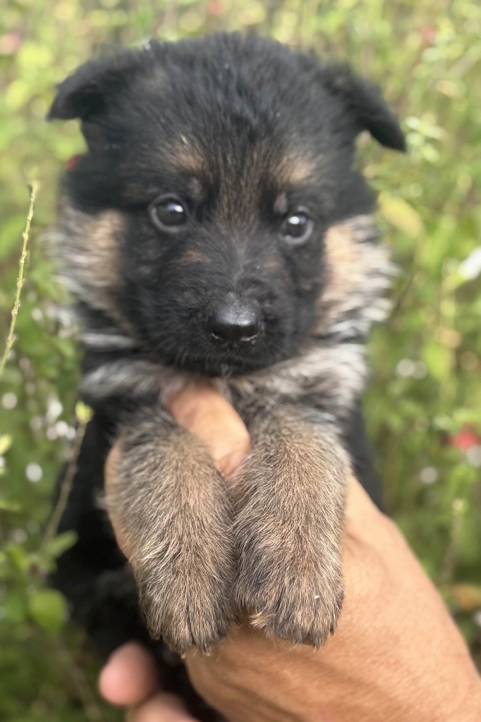 Du mazet des salins - Chiots disponibles - Berger Allemand