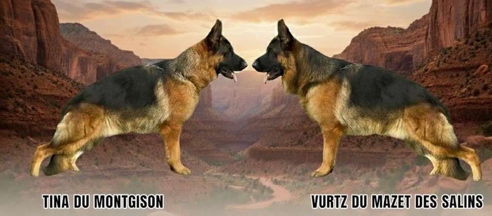 Du mazet des salins - Berger Allemand - Portée née le 11/11/2025