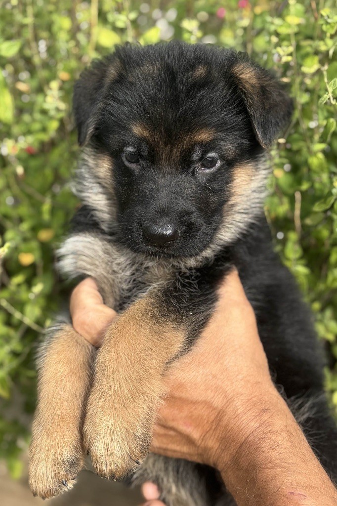 Du mazet des salins - Chiots disponibles - Berger Allemand