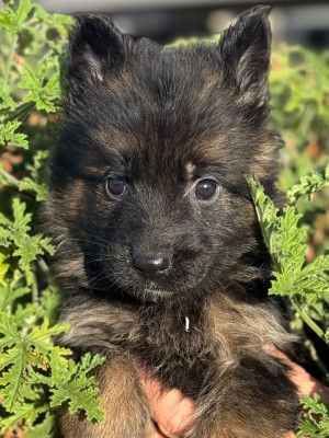 ABBY du Mazet des Salins