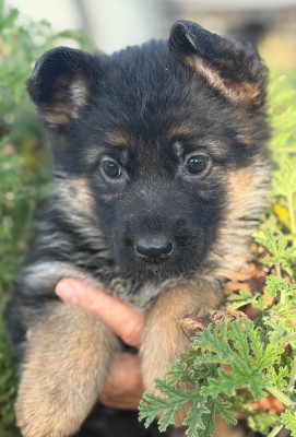 ARIEL du Mazet des Salins