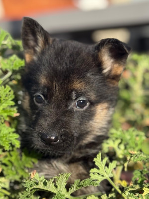 ALTESS du Mazet des Salins
