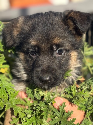 AKELA du Mazet des Salins