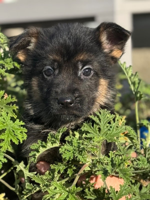 AEROS du Mazet des Salins