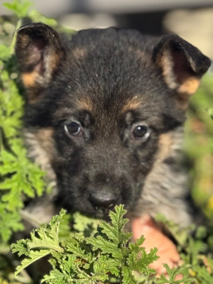 ARES du Mazet des Salins