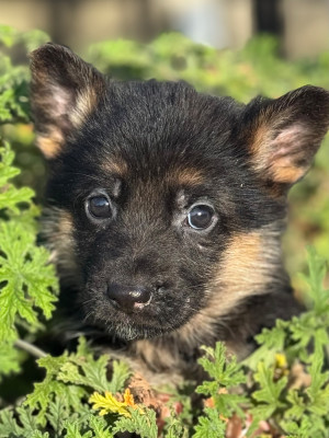 ASAP du Mazet des Salins