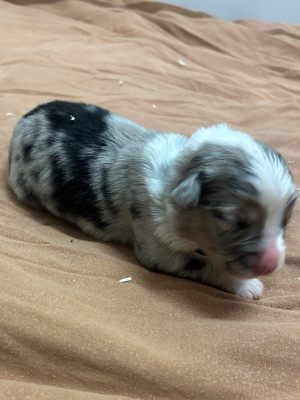 Femelle Bleu Merle