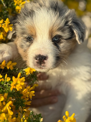 BAXTER