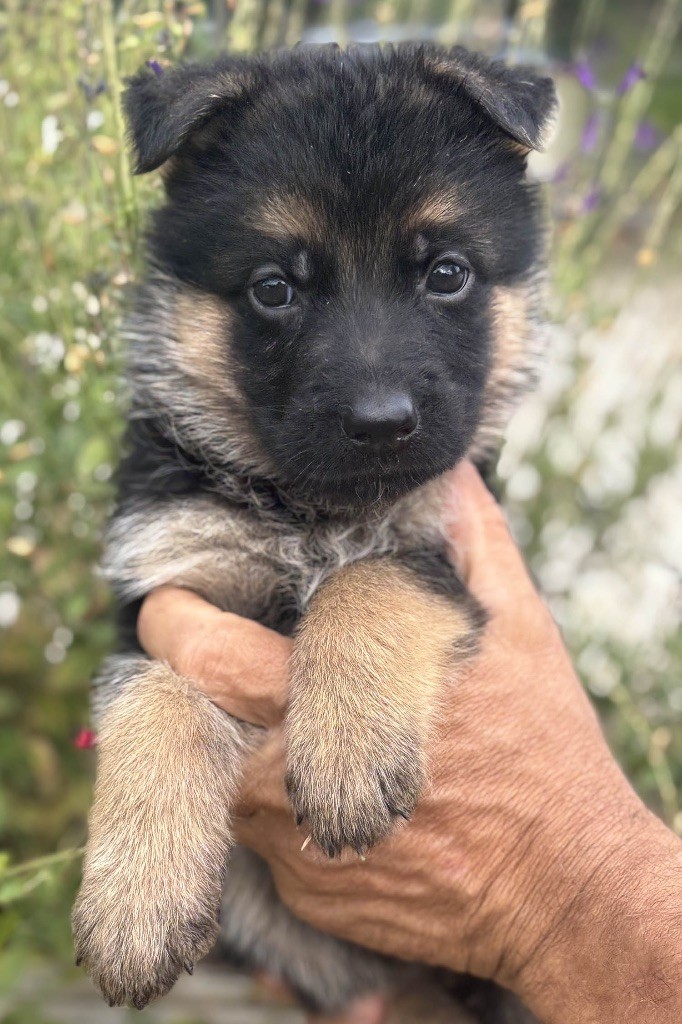Du mazet des salins - Chiots disponibles - Berger Allemand