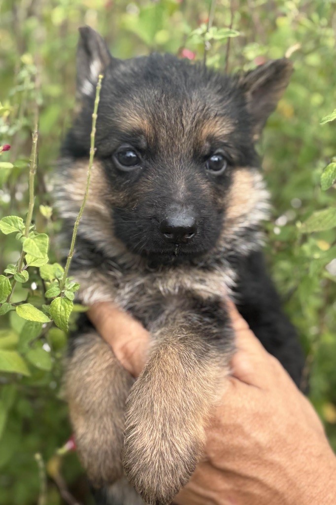Du mazet des salins - Chiots disponibles - Berger Allemand